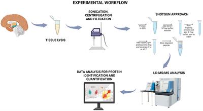 Proteomic signature profiling in the cortex of dairy cattle unravels the physiology of brain aging